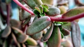 Fragile Leaves