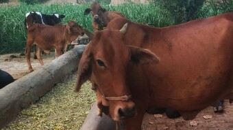 A Livestock of Animals