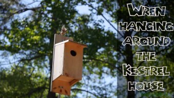 Wren hanging around the Kestrel house