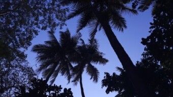 Coconut tree photography in the hunted house.