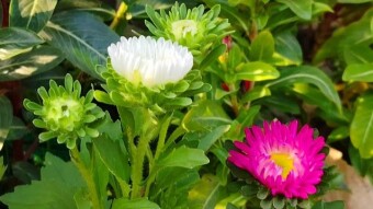 Some beautiful flowers videography