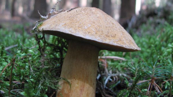 Mushrooms occurring in Europe - Suillus variegatus
