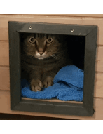 Update 11: Cats cryptocurrency prediction experiment!