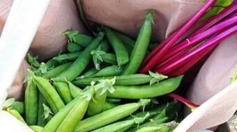 Our Vegetable Plots #22