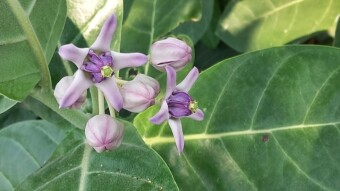Apon Pata Flower Photography.