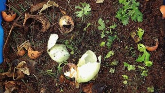 How To Start A Compost Pile