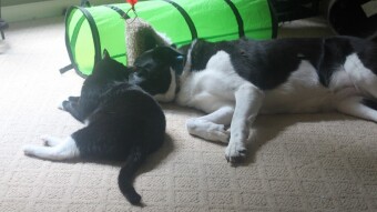 Walter and Luci sharing space