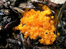 Mushrooms occurring in Europe - Byssonectria fusispora