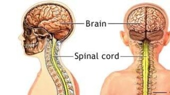 Back bone | spinal cord