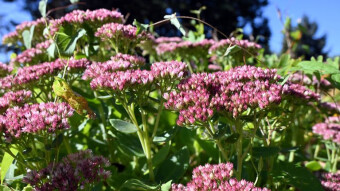 Strange and beautiful flowers in the park garden