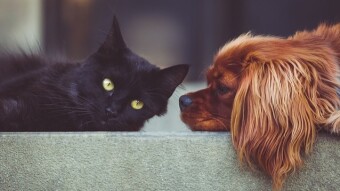 10 Dog Breeds Most Likely To Get Along With Cats