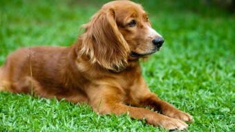 5 Simple Ways To Help Protect Your Dog From Bloat