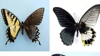 Gynandromorph vs. Hermaphrodite
