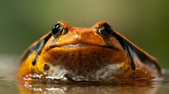 Crypto, Frogs, and Redistribution of Wealth