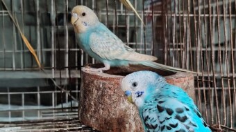 Birds Photography.