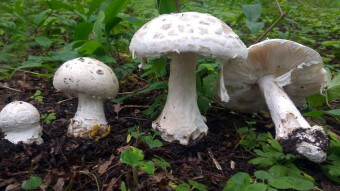 Edible toadstools? Yes! - Warted amanita (Amanita strobiliformis)