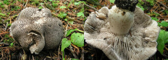 Mushrooms occurring in Europe - Tricholoma scalpturatum