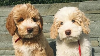 How to choose a dog breed if you have allergies?
