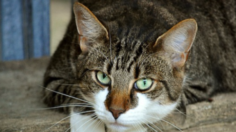 What to Do if Your Cat Gets Stung by a Bee or Wasp: Vet-Approved Care Guide