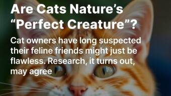 Are Cats Nature’s “Perfect Creature”?