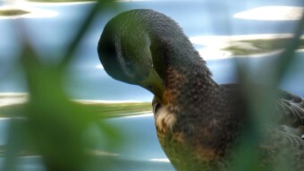 The same species in different environments - cycling in search of ducks
