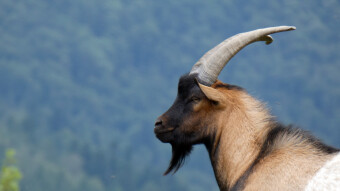 Polish low Beskid, Gorce - leader of the herd