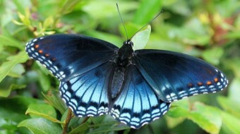 The Butterfly Chronicles (Part 1)