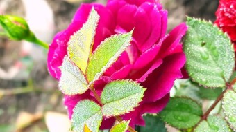 Rose Flower Photography.