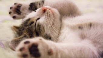 Vets Advise This Often Overlooked Travel Tip For Cat Owners