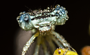 Macro photo