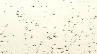 2 out of 10 plagues and its not even September