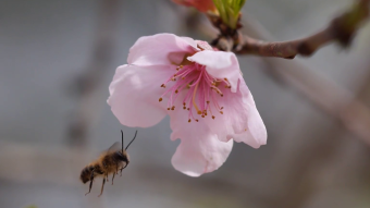 Mason Bee Compilation 2020