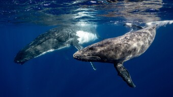 Whales Strike Dumpers Back!