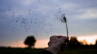 Voice in the wind