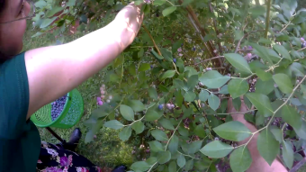 Point of view video - Picking the last of the blueberries for the season