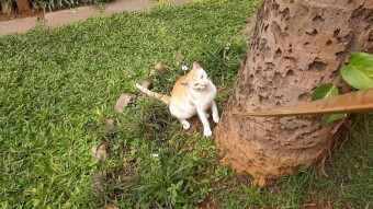 Cat Misty’s fun time playing about in a cheer filled morning with me of course!!