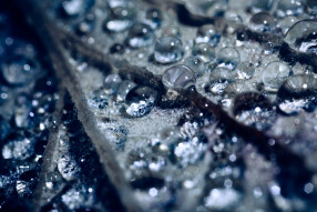 Kingdom of Drops