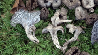 Ashen chanterelle little known very tasty edible mushroom