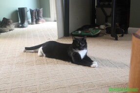 Walter stretching out on the carpet