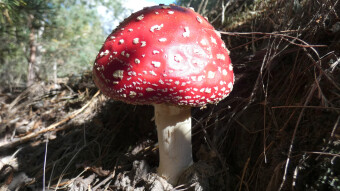 Mushrooms occurring in Europe - Red toadstool