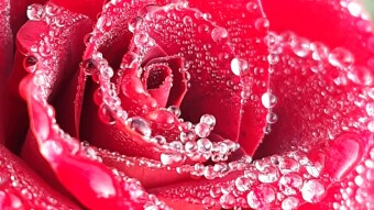 CONTEST WEEK III - NEW CONTEST 2021 - COMMUNITY WORLD OF XPILAR | MACROPHOTOGRAPHY