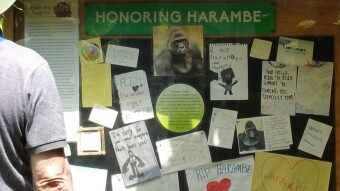 BitsOut4Harambe - Charitable Goal
