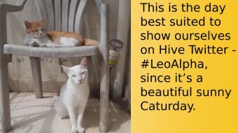 Caturday Fun Day with Cat Memes to post on Hive's Web3 Twitter - Leo Alpha