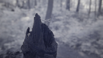 Walking the trail and finding critters - Ultraviolet and Infrared Video