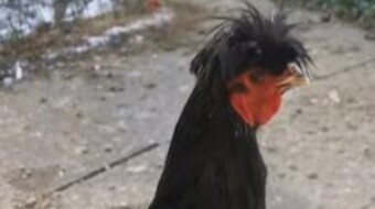 Can someone please sample this Rooster for a Deathmetal Song?