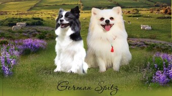 German spitz