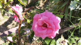 Rosa rosae