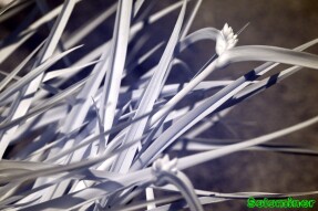 Ultraviolet and Infrared Macro Photography - Unopened flowers