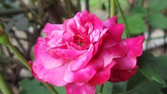 In the Garden of Roses,A Story Through the Lens