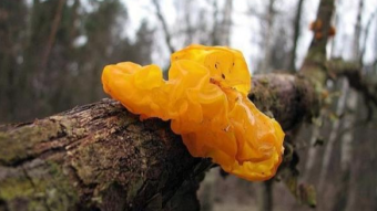 Mushrooms occurring in Europe - Tremella mesenterica